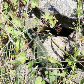 Lézard vert (à deux lignes) (Lacerta bilineata)