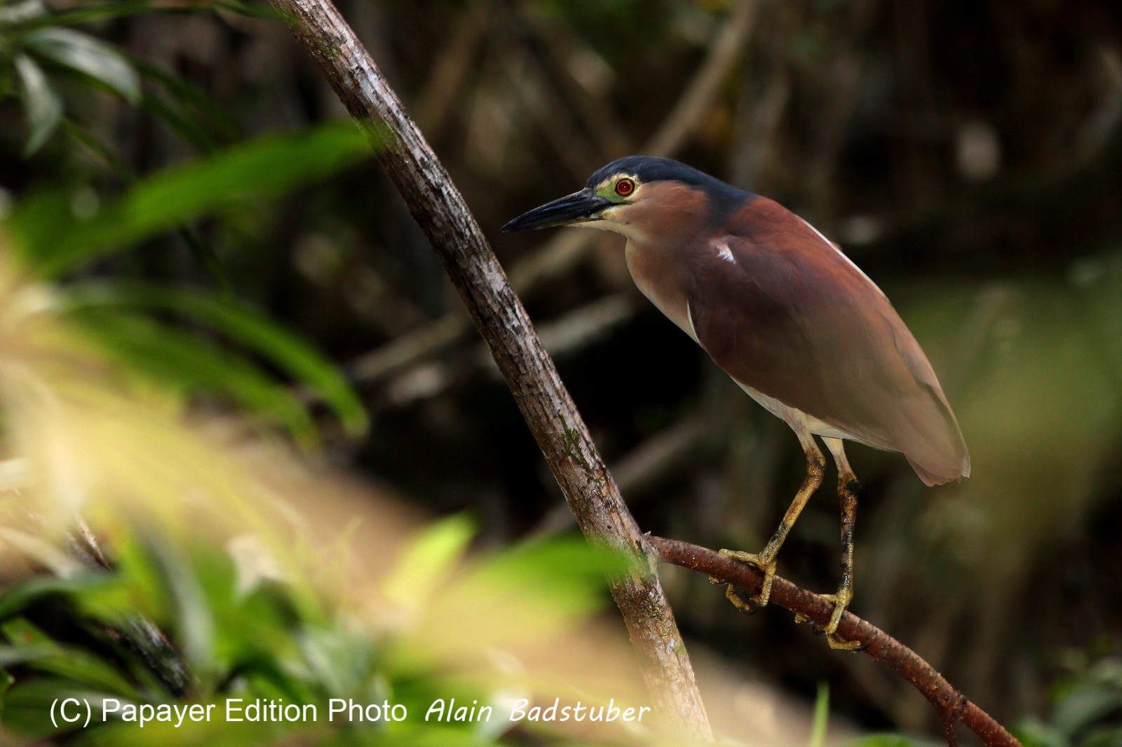 Oiseaux à Cape Tribulation