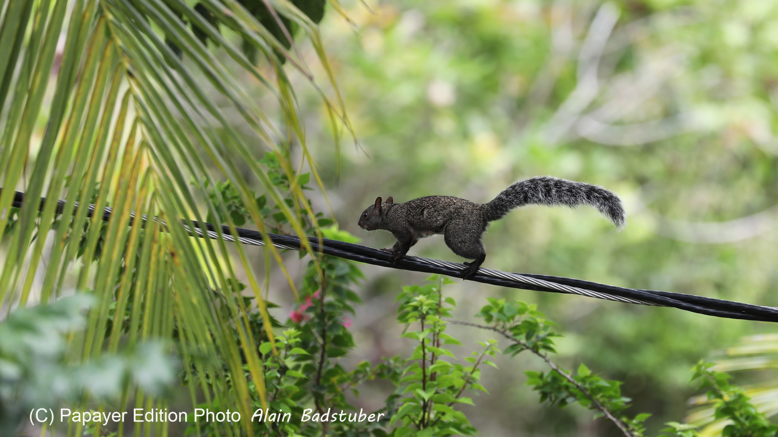 Premier séjour à Crooked Tree , au Bélize en octobre 2021