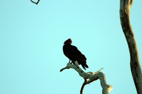 Images_Belize_2011_353