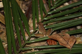 Grenouille à Cape Tribulation