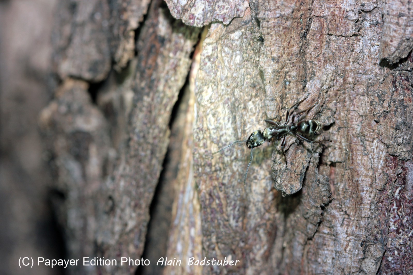 Images_Belize_2011_324