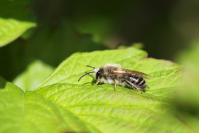 Abeille Megachilidae ?