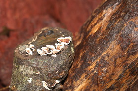 L'Australie à Cow Bay et Cape Tribulation en 2017