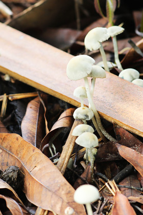 Végétaux et Champignons