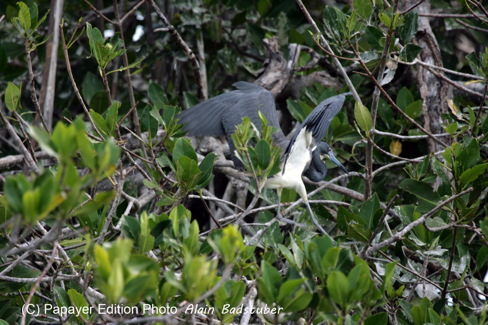 Images_Belize_2011_108