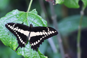 Punta Culebra Nature Center