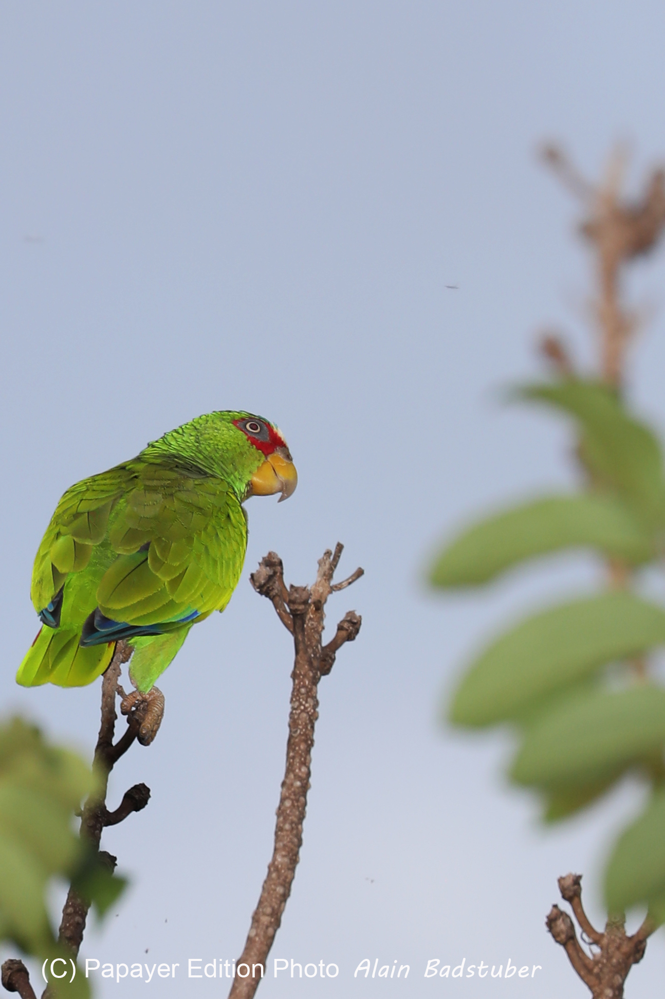 Premier séjour à Crooked Tree , au Bélize en octobre 2021