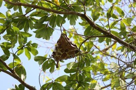 Fourmis à Cape Tribulation