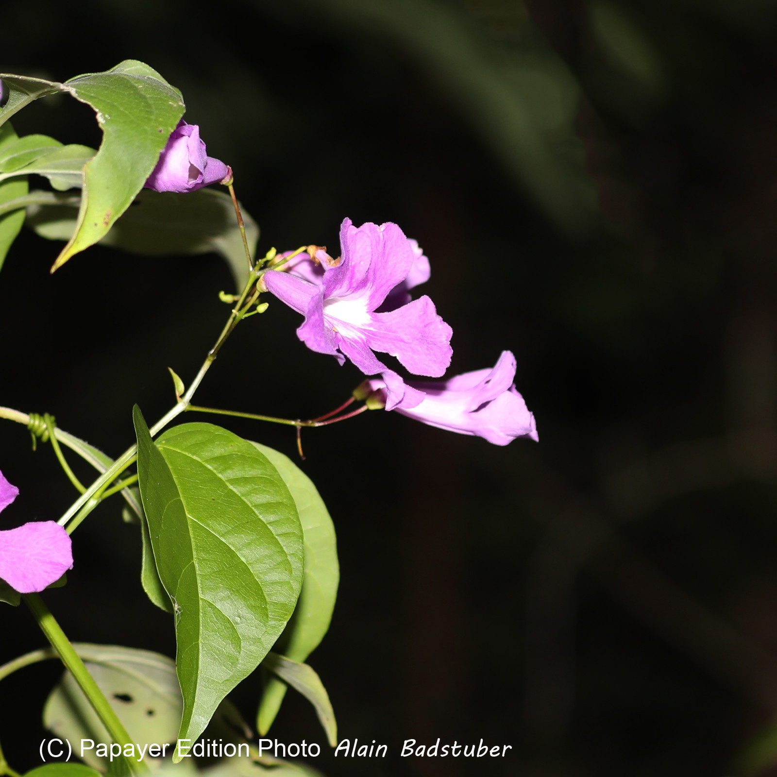 Végétaux et Champignons