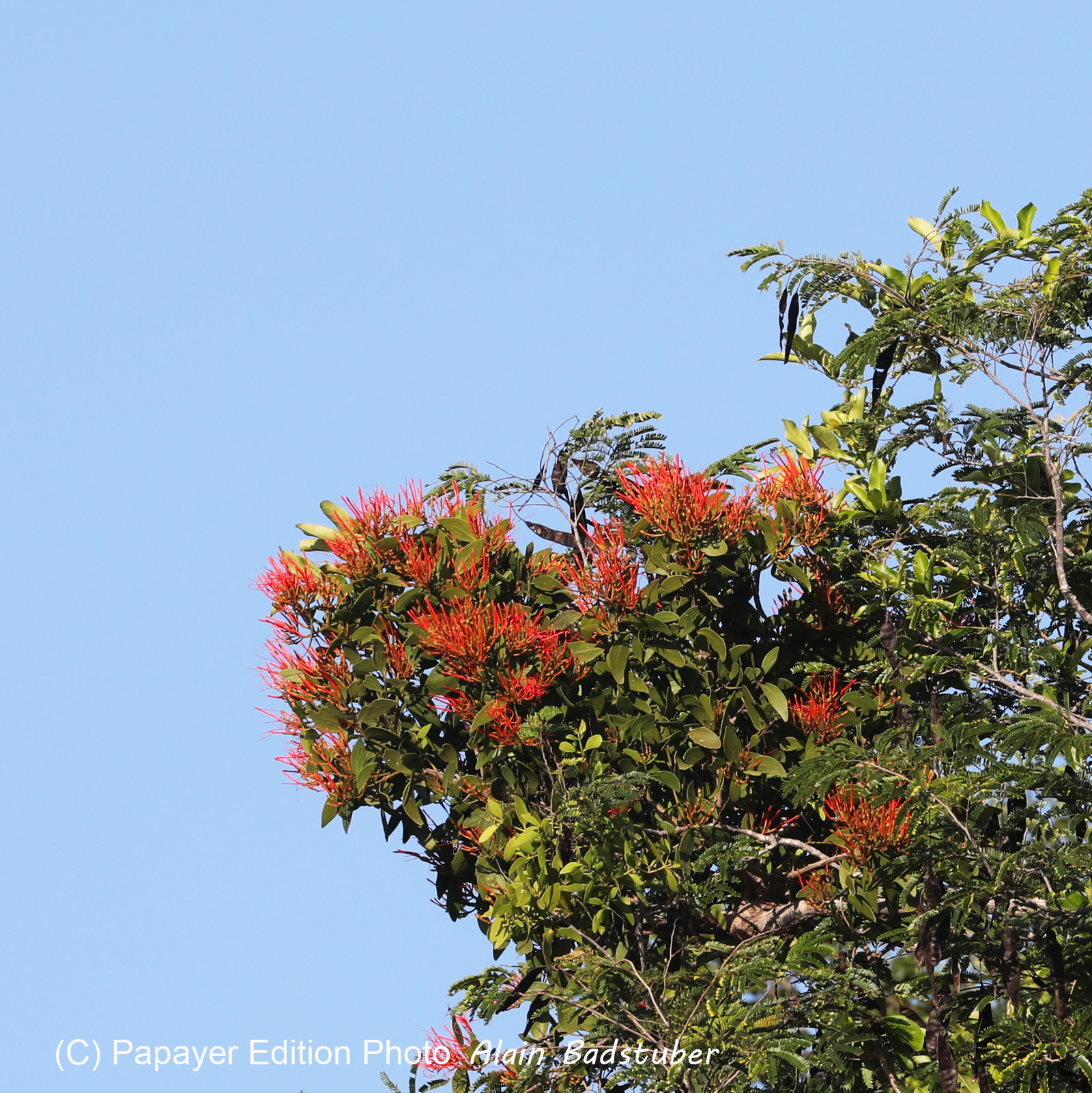 Végétaux et Champignons