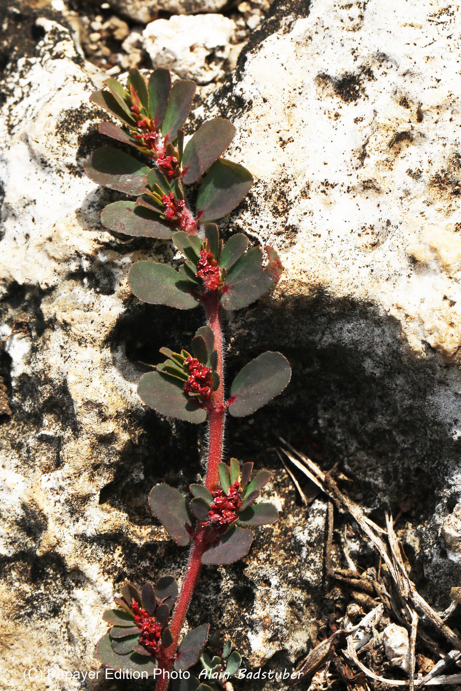 Végétaux et Champignons