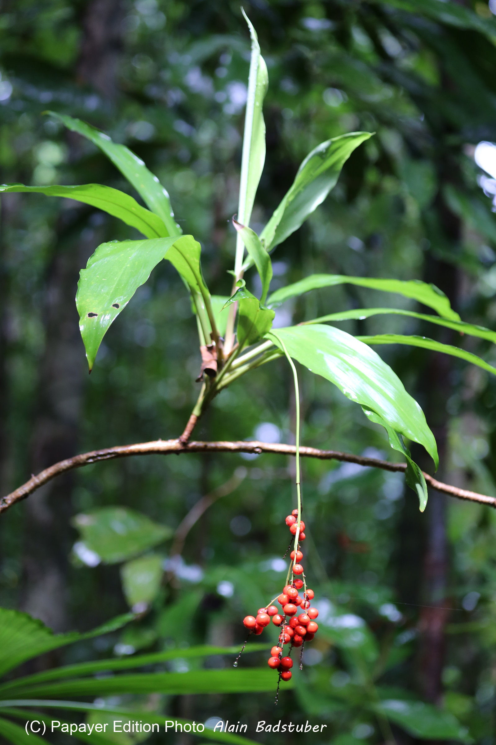 L'Australie à Cow Bay et Cape Tribulation en 2017