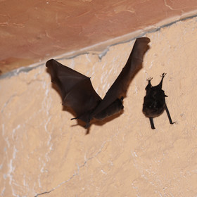 Premier séjour à Crooked Tree , au Bélize en octobre 2021