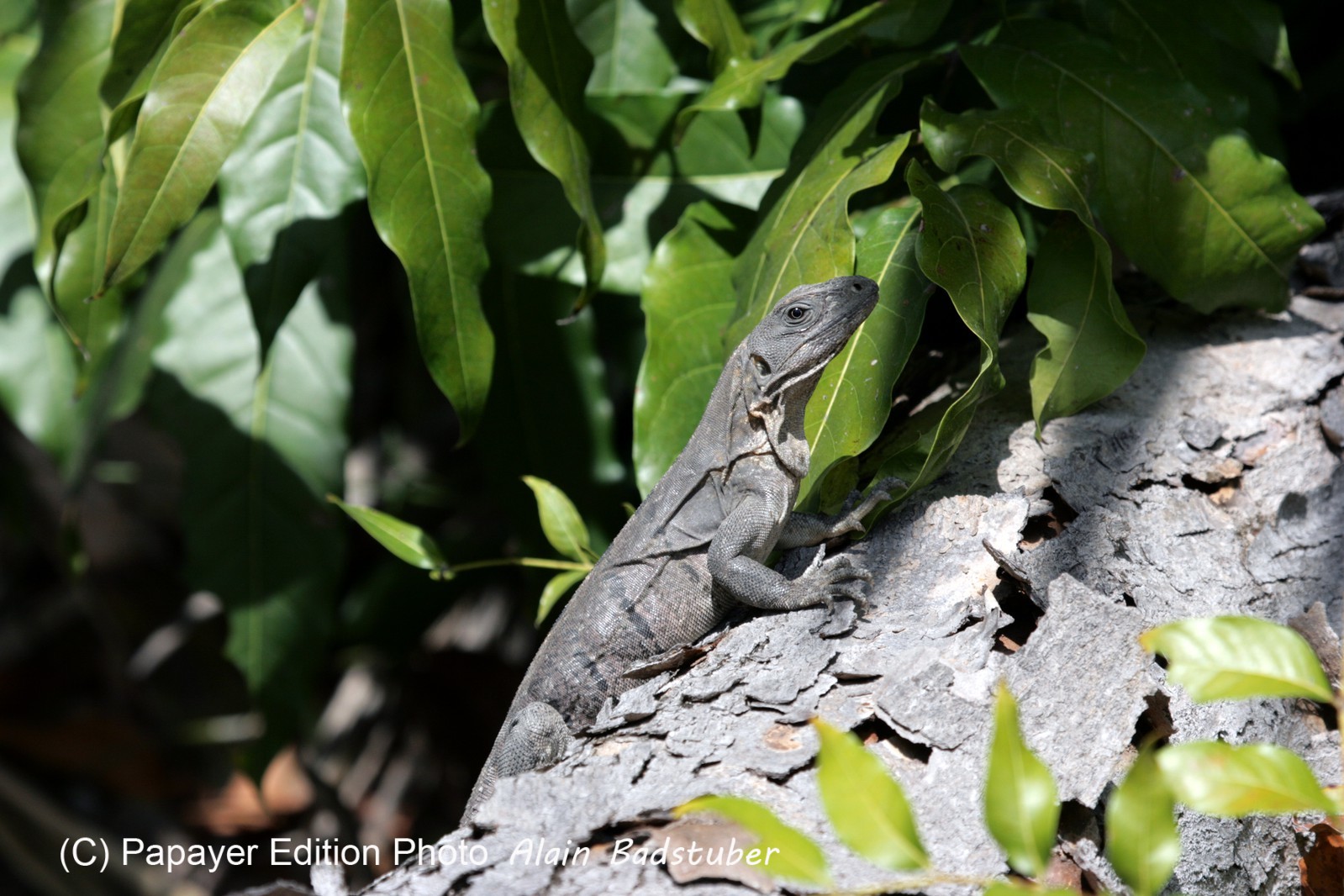 Images_Belize_2011_182