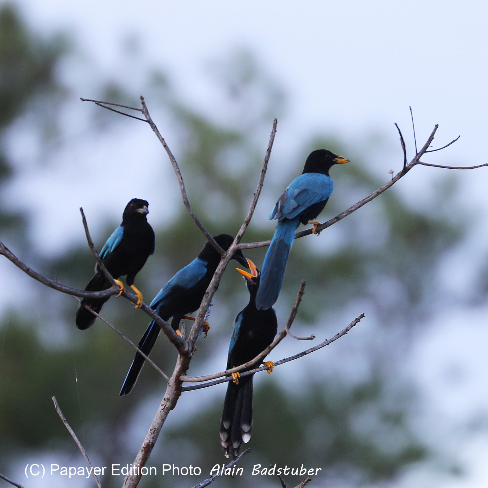 Premier séjour à Crooked Tree , au Bélize en octobre 2021