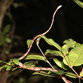 Serpents du Belize, Blunthead tree snake, Imantodes cenchoa