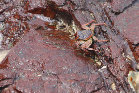 Punta Culebra Nature Center