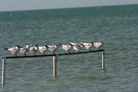 Images_Belize_2011_382