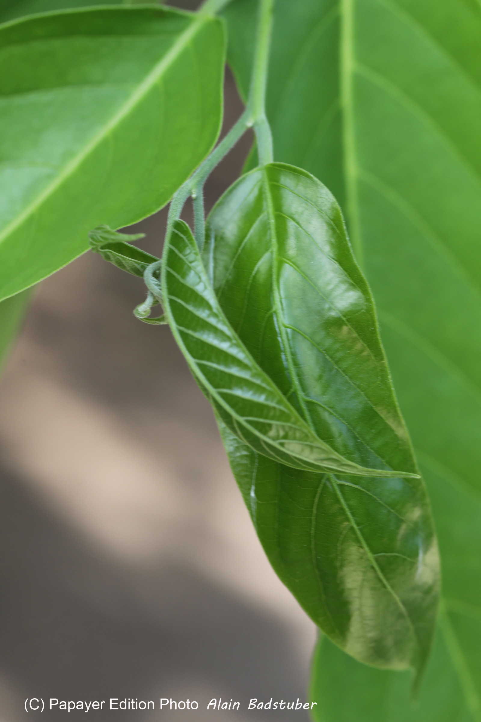 Végétaux et Champignons