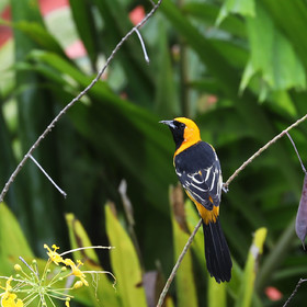 Premier séjour à Crooked Tree , au Bélize en octobre 2021