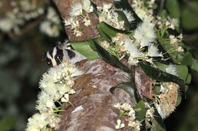 Mammifères à Cape Tribulation