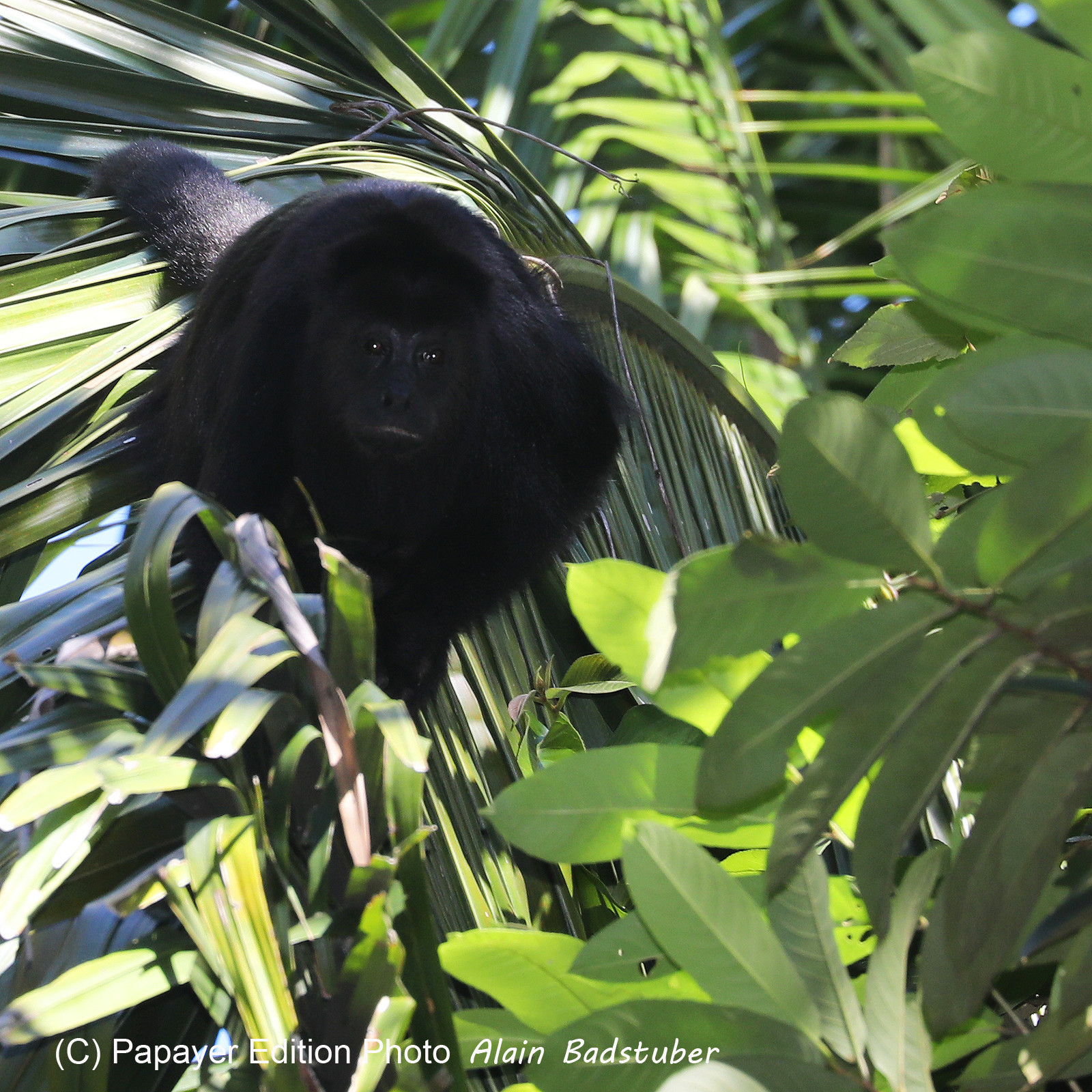 Singes hurleurs à Punta Gorda, Bélize