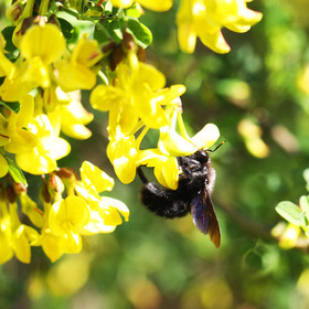 Abeille charpentière (Xylocopa violacea)