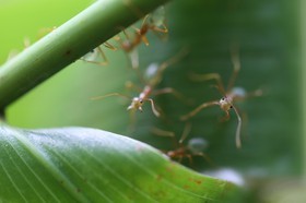 Fourmis à Cape Tribulation