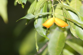 L'Australie à Cow Bay et Cape Tribulation en 2017