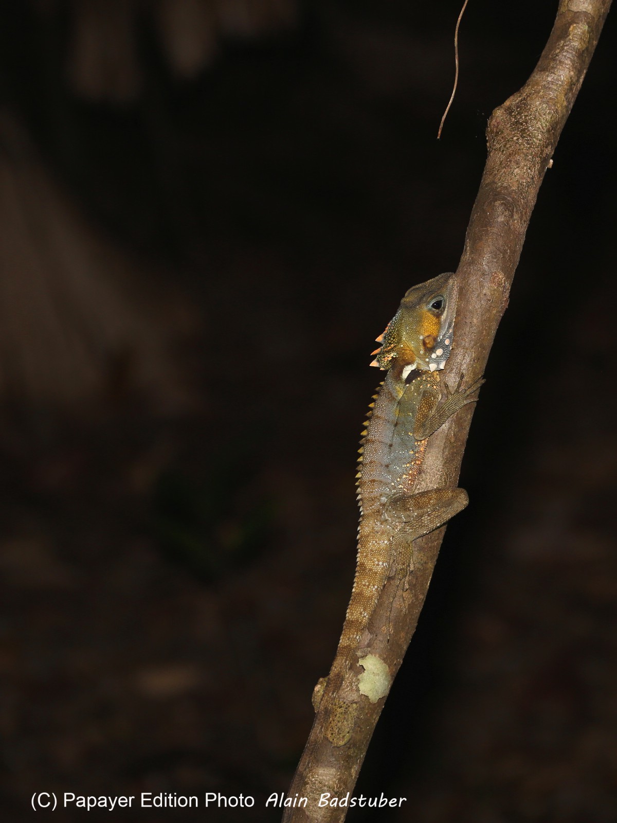 Reptiles à Cape Tribulation