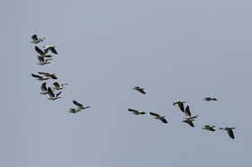 L'Australie à Cow Bay et Cape Tribulation en 2017