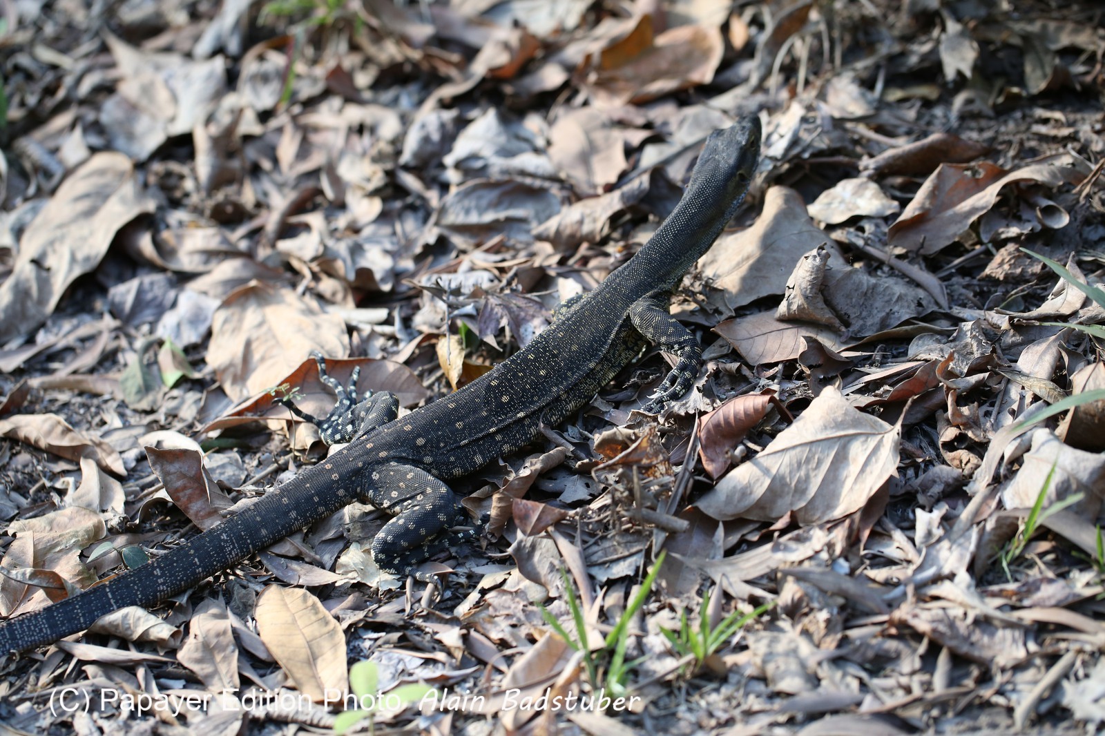 Reptiles à Cape Tribulation