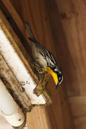 Hopkins, Octobre-Novembre 2021