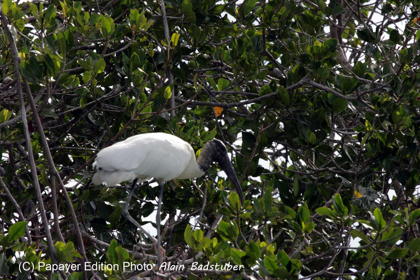 Images_Belize_2011_110