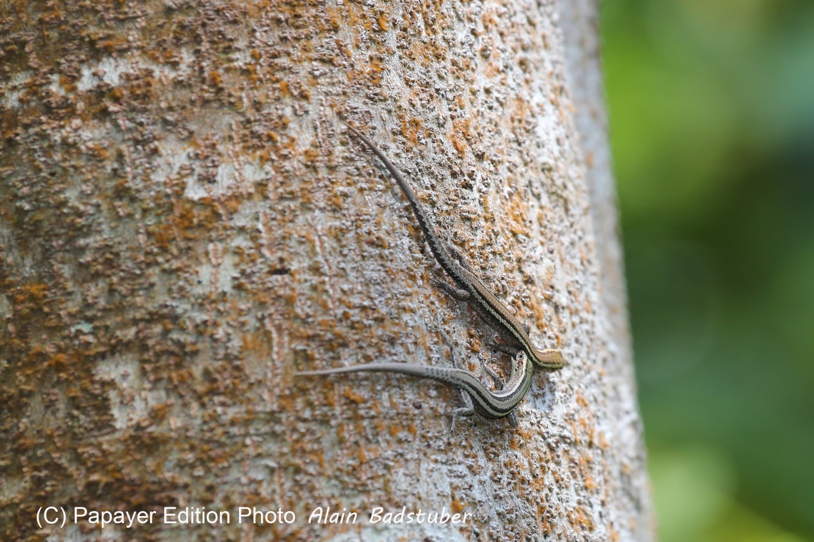 Reptiles à Cape Tribulation