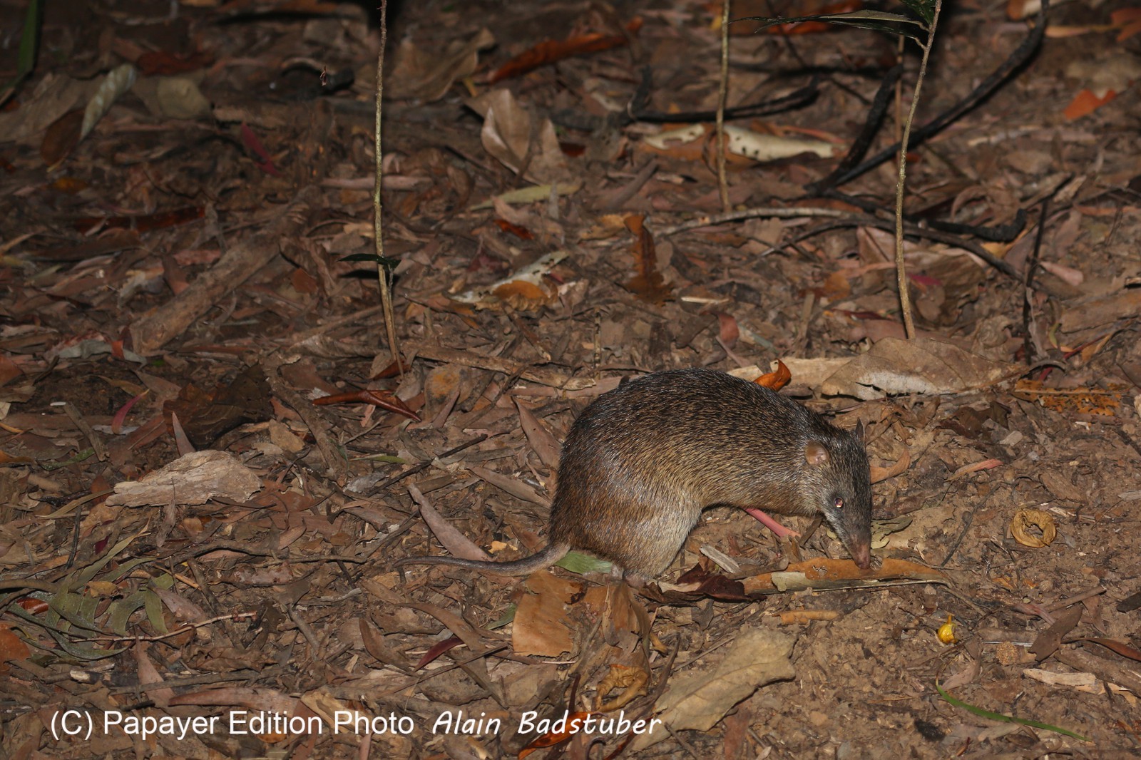 Mammifères à Cape Tribulation