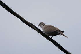 Hopkins, Octobre-Novembre 2021