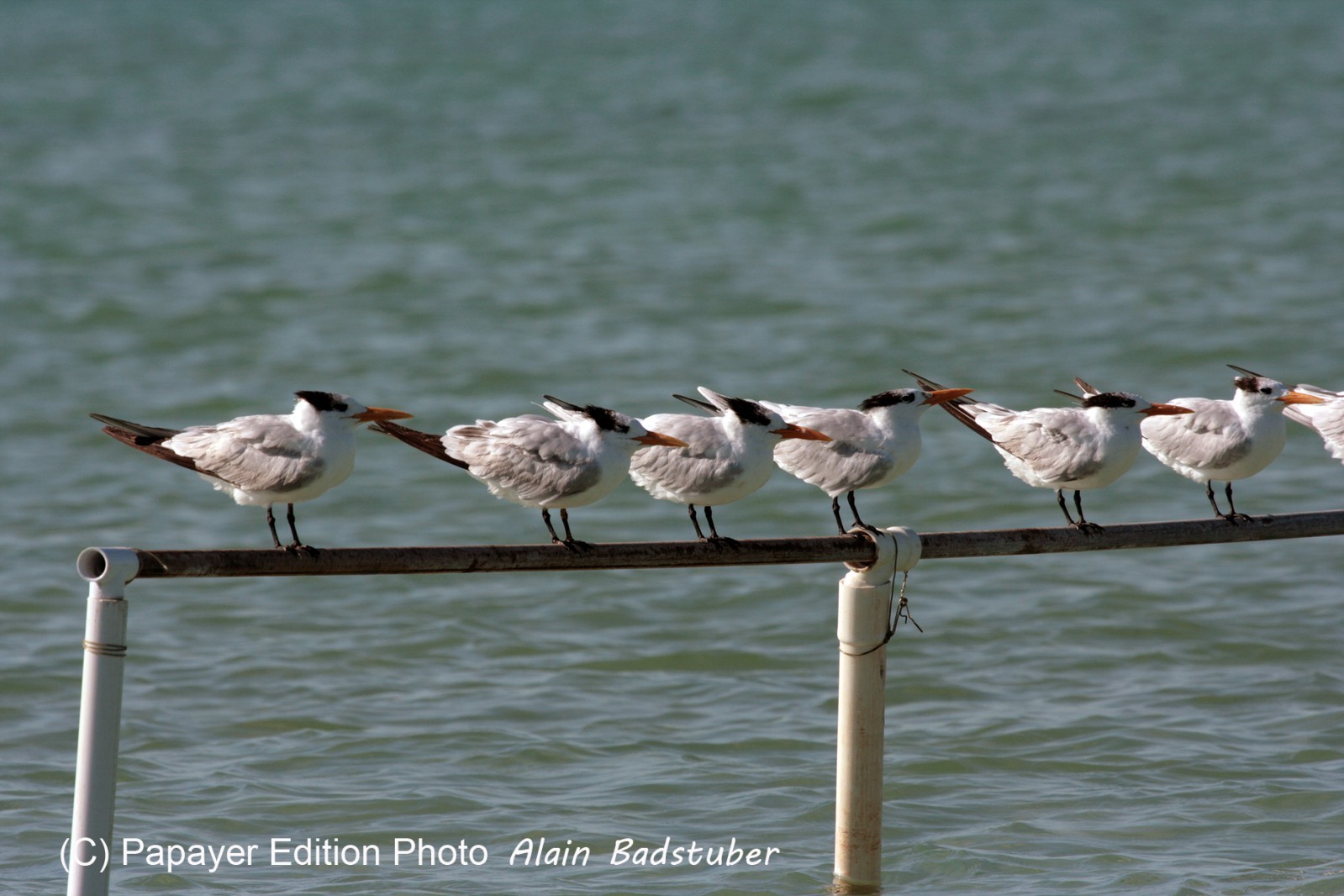 Images_Belize_2011_376