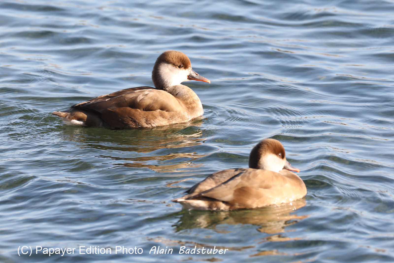 Faune et Flore de Suisse, 2022, Vaumarcus, Nettes rousses