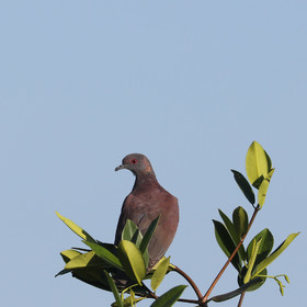 Hopkins, Octobre-Novembre 2021