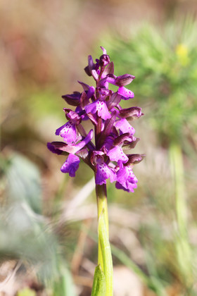 Orchis bouffon (Orchis morio)