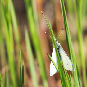 La Piéride du navet (Pieris napi)