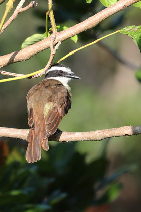 Premier séjour à Crooked Tree , au Bélize en octobre 2021