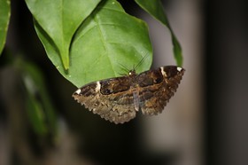 Papillons à Cape Tribulation