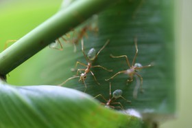 Fourmis à Cape Tribulation