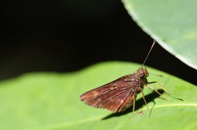 Papillons à Cape Tribulation