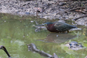 Premier séjour à Crooked Tree , au Bélize en octobre 2021