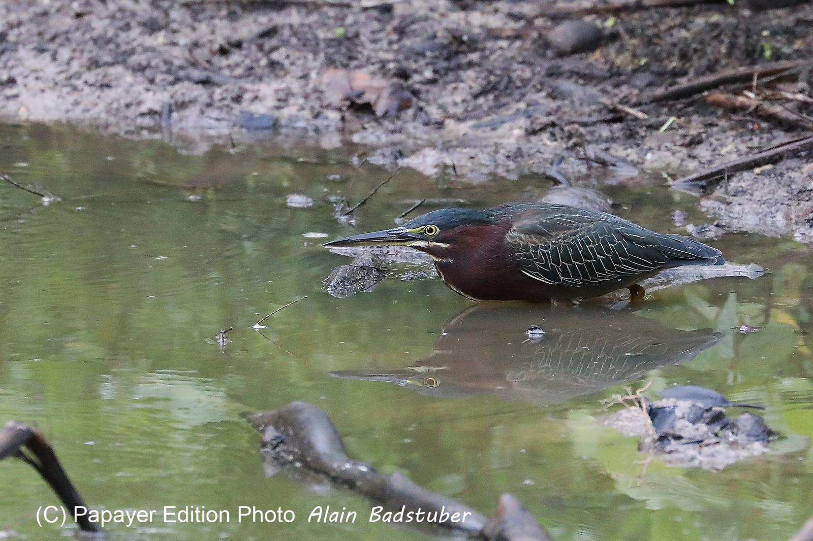 Premier séjour à Crooked Tree , au Bélize en octobre 2021