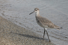 Hopkins, Octobre-Novembre 2021